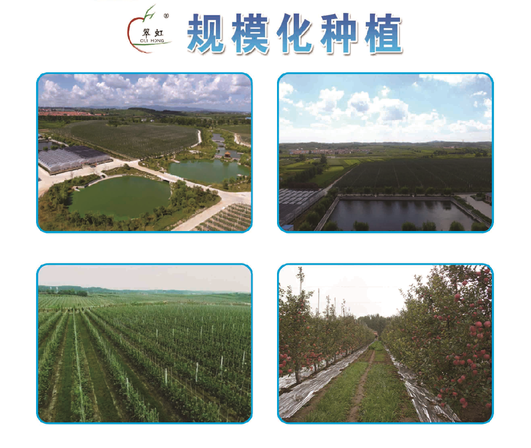 規(guī)?；N植(圖1)